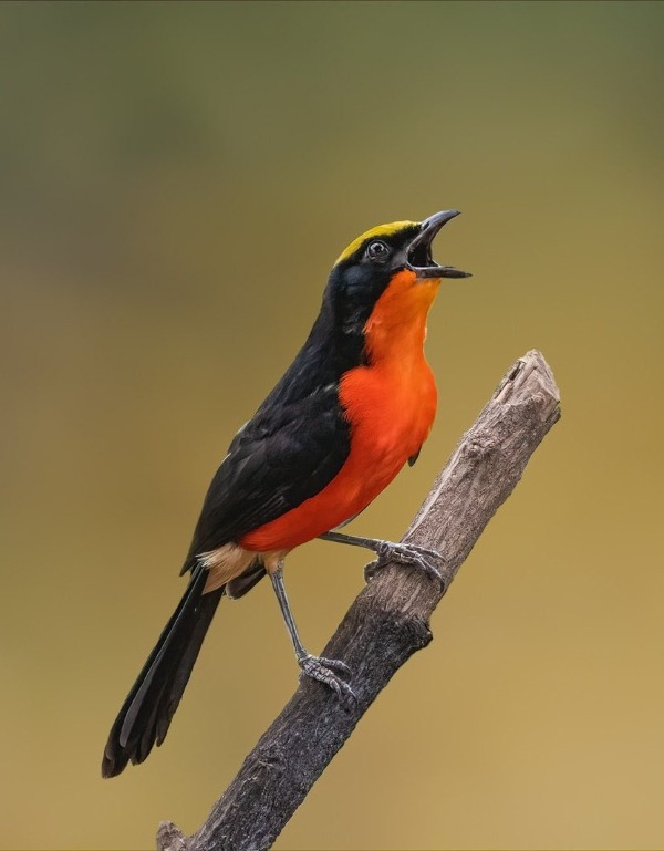 Yellow-crowned Gonolek perched on a branch in The Gambia