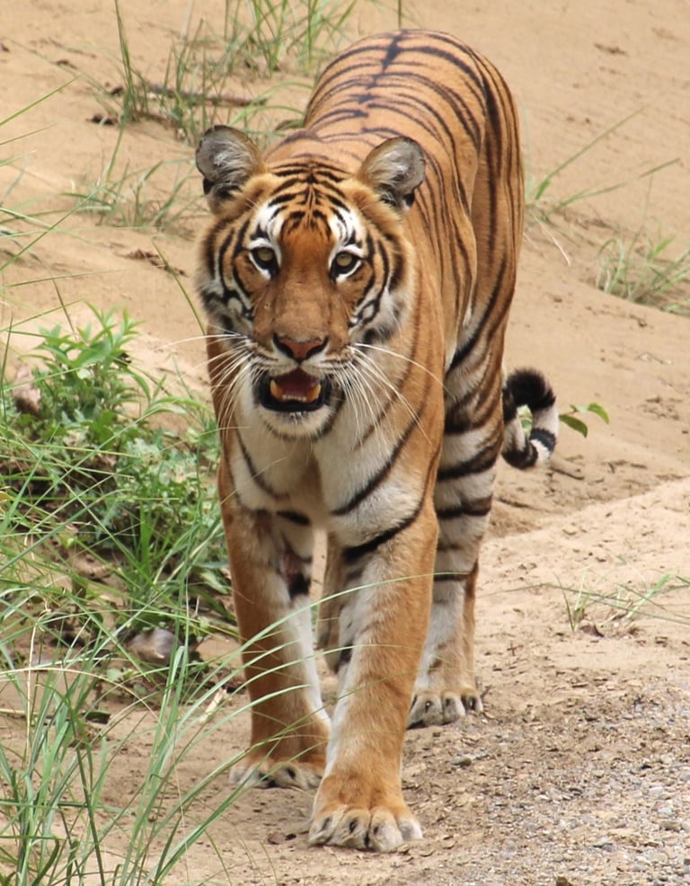 Tiger in Bardia National Park