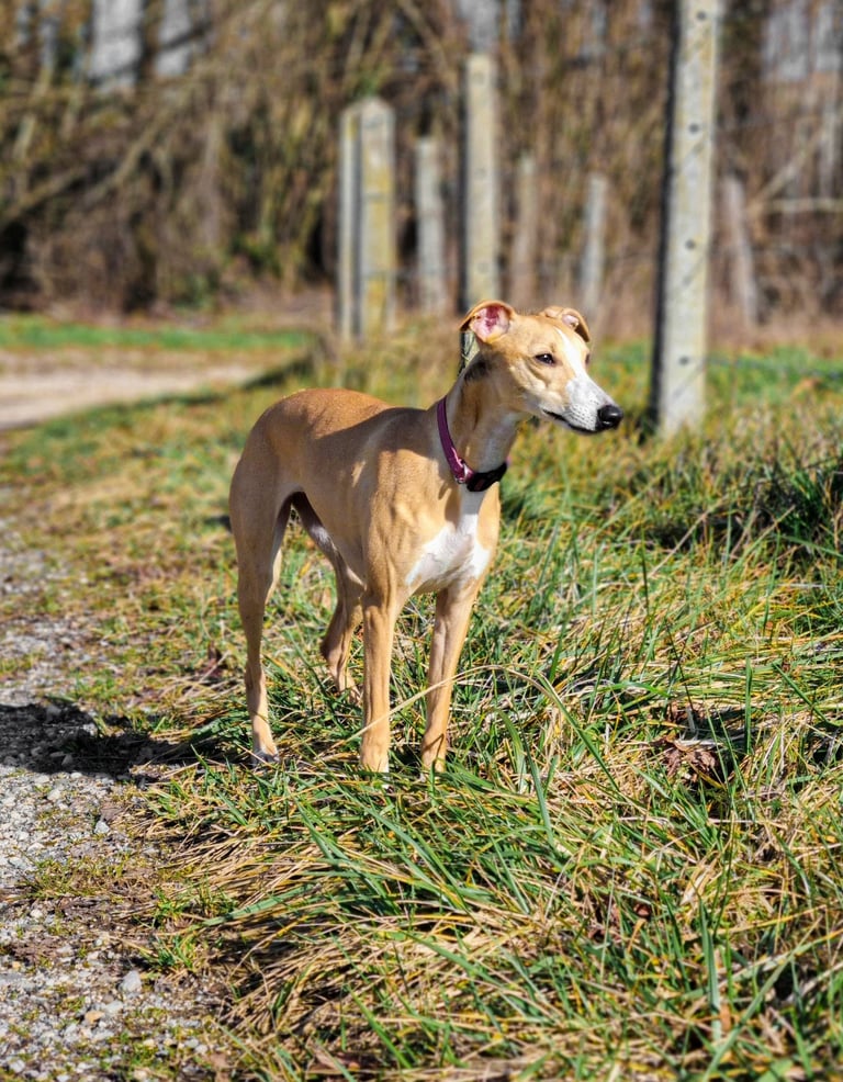 lévrier whippet à l'élevage Des Rives De Riss