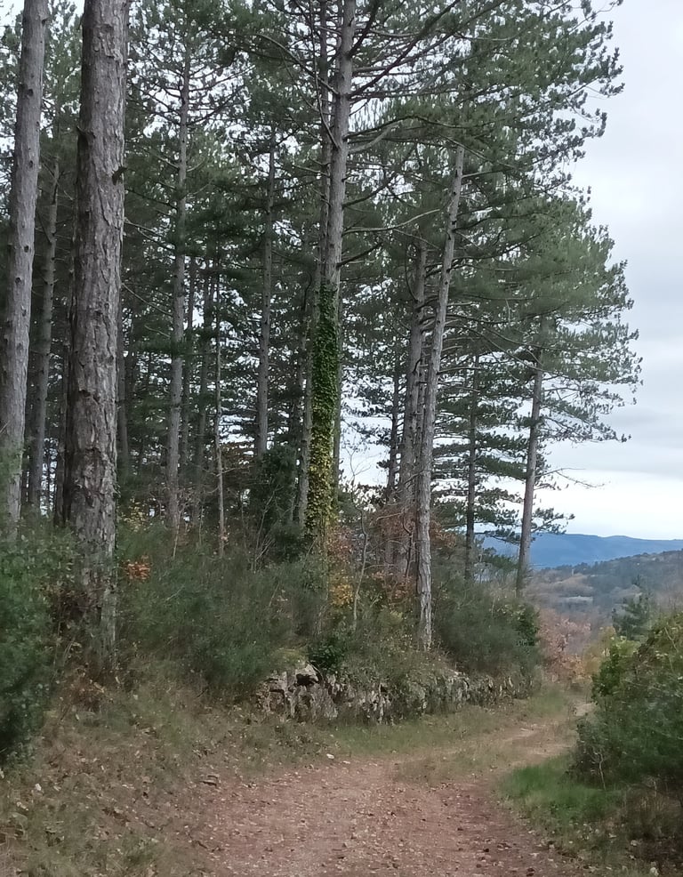Straight up and boring...our pine forest