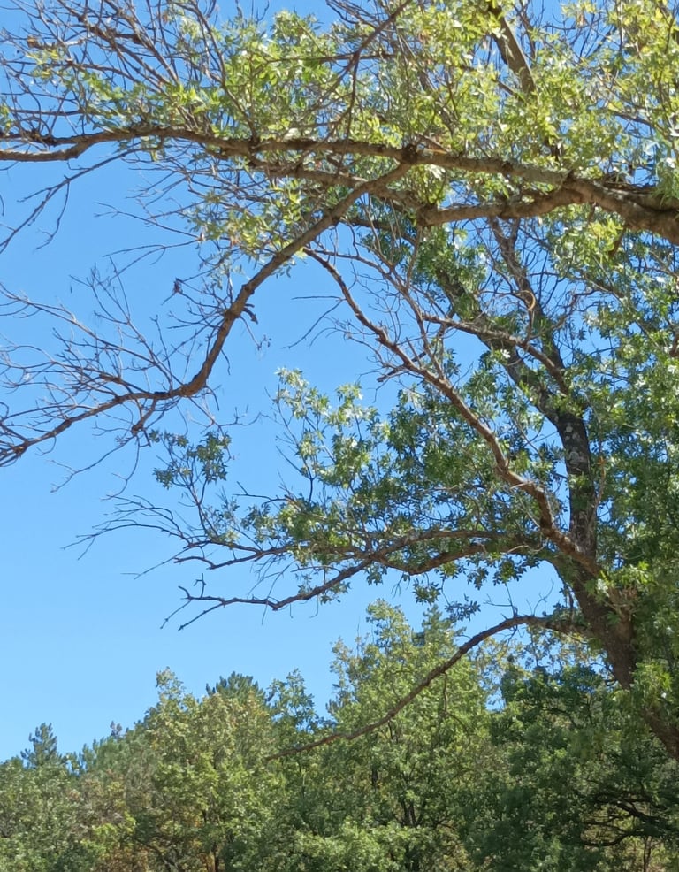 Our ash trees are looking sad