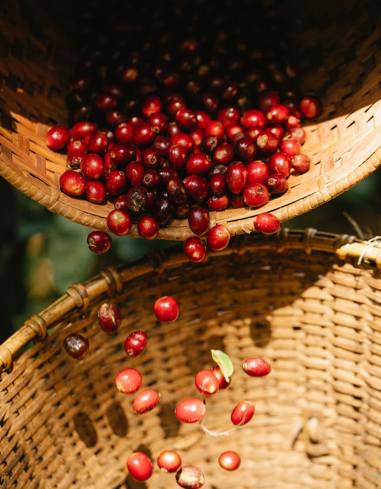 Cherry Fruit