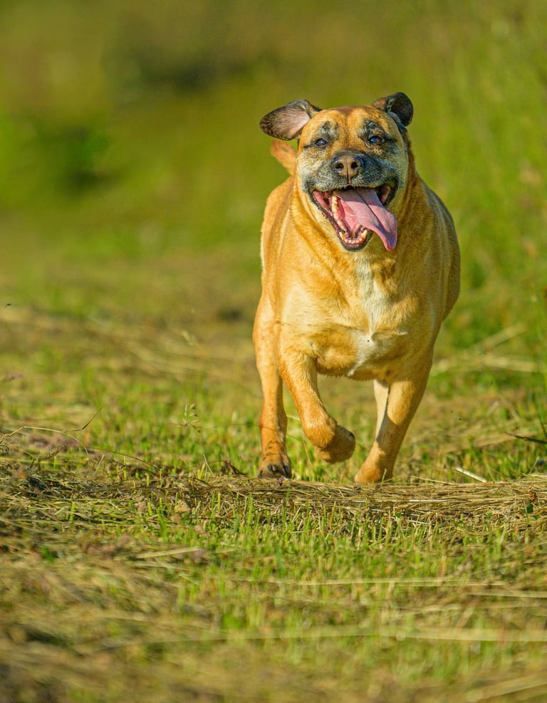 Chien heureux qui courre