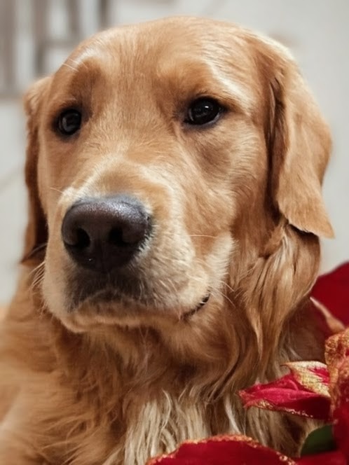 Tonka the Therapy Dog