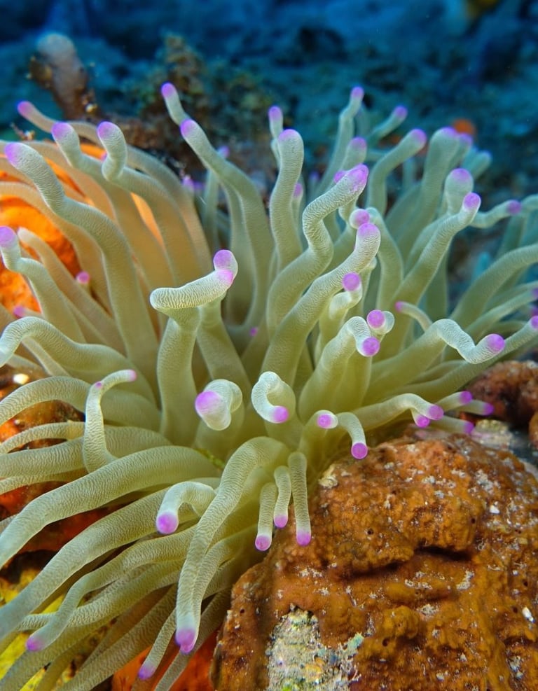 Giant sea anemone displaying purple-tipped tentacles armed with stinging cells
