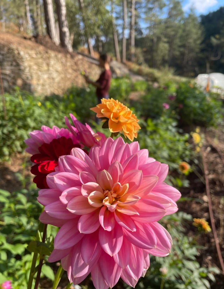 dahlias fleurs fraîches biologiques slowflower ferme florale ardeche bouquet