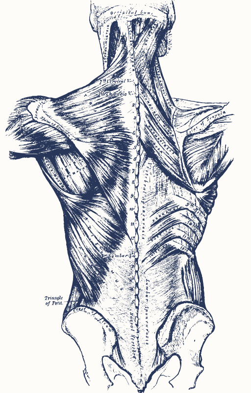 a drawing of a human body's back and neck