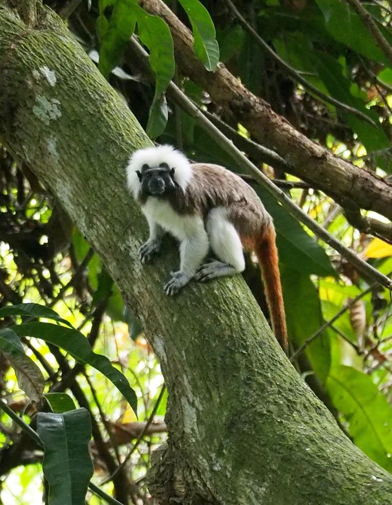 Titi Monkey