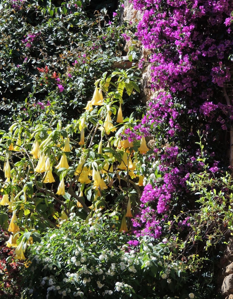association Datura jaune et Bougainvillier mauve