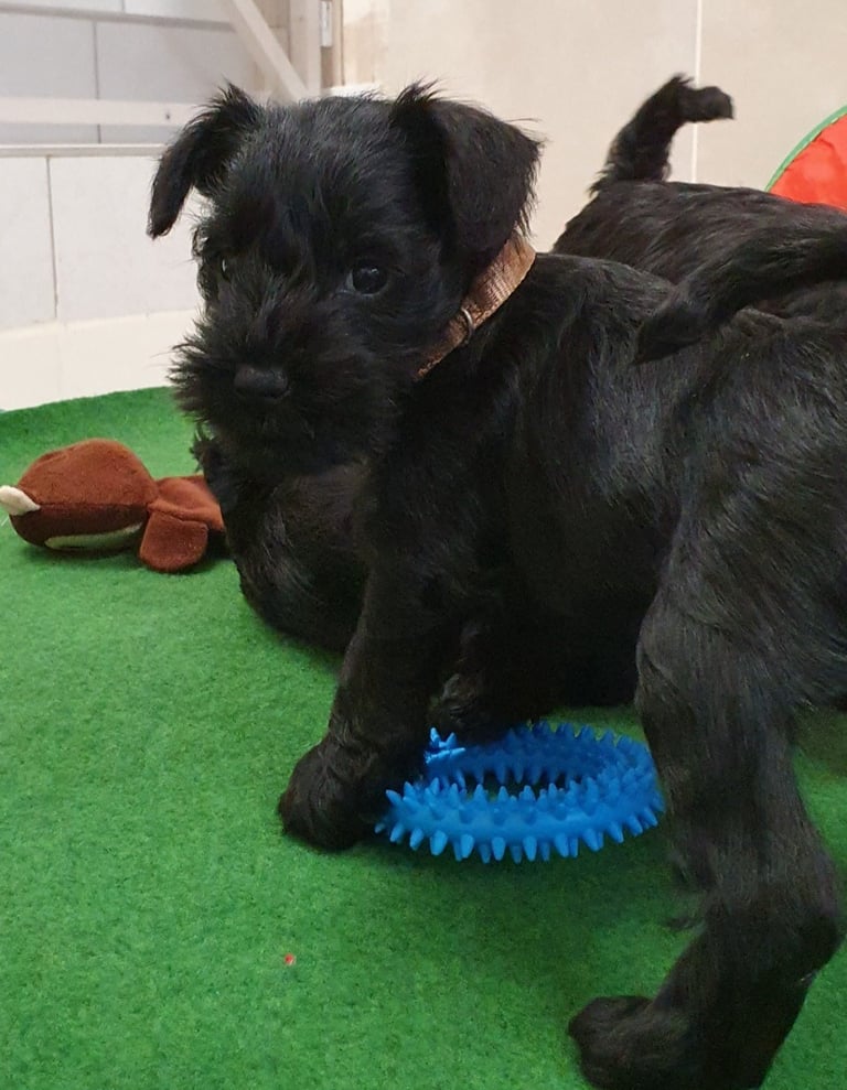 Violette des Diamants Noirs d'Also