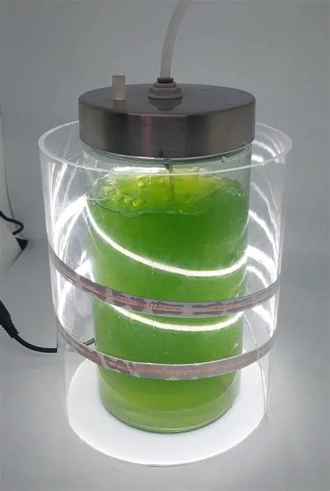 A cylindrical glass photobioreactor cultivating green microalgae with LED strip lighting for research.