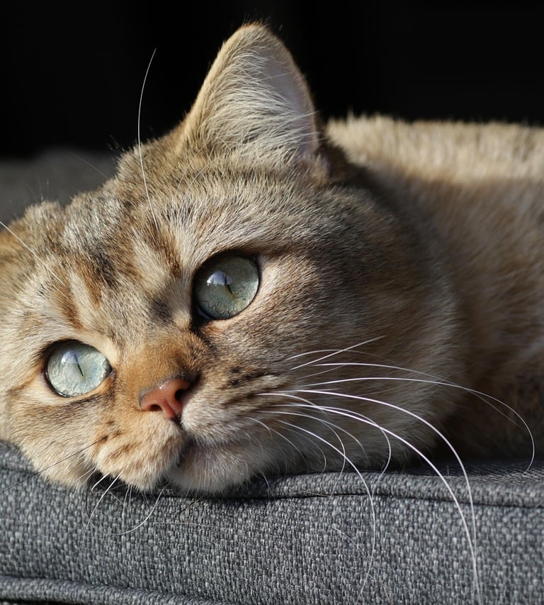 Shorthair cat with green eyes resting on a gray couch.