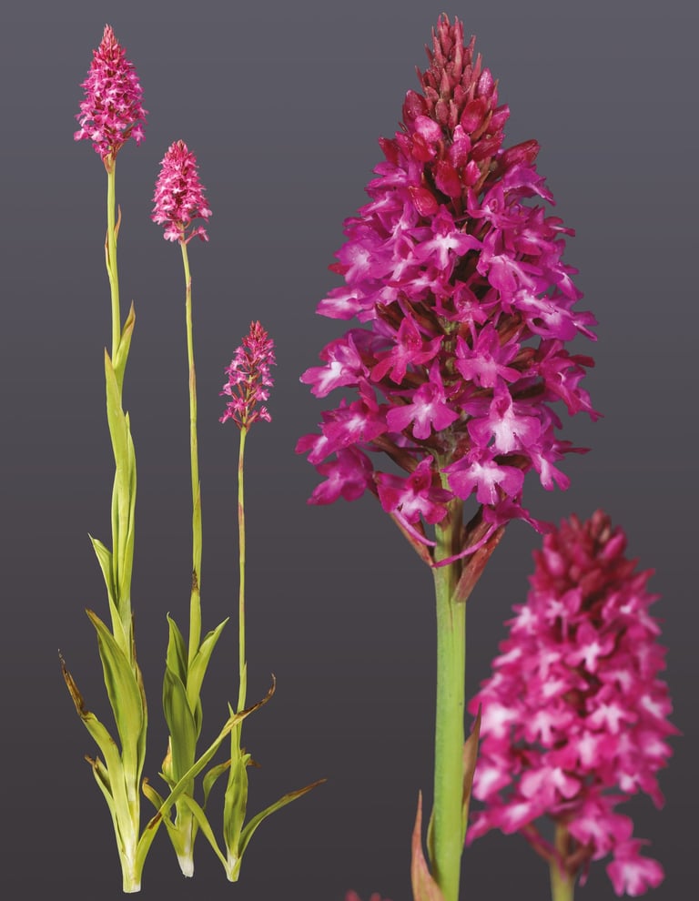 Pyramiden-Spitzorchis (Anacamptis pyramidalis) orchideenmodel von sebastian brandt