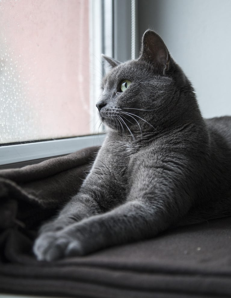 Gray cat with green eyes looking out of a window.
