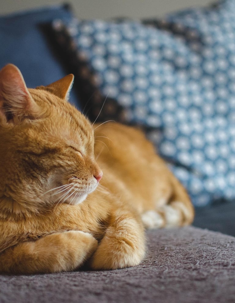 Red tabby cat curled up contentedly on blue couch