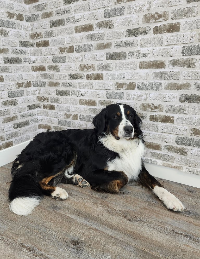 a dog is laying on the floor in front of a brick wall