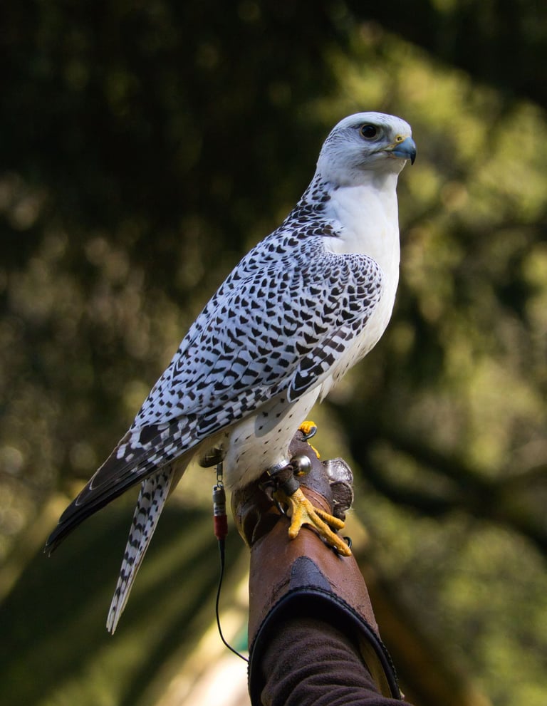 A majestic white gyrfalcon with black spots perches on a leather falconry glove outdoors.
