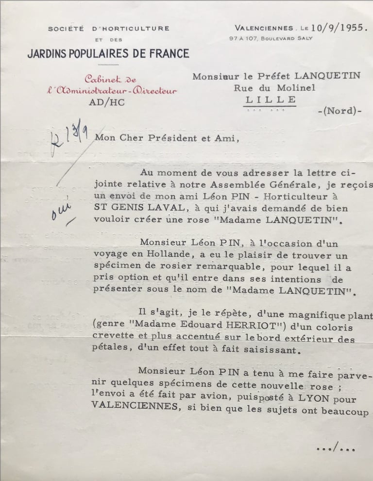 la rose Madame lanquetin 1955
