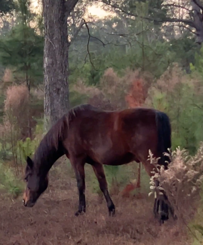 A dark brown horse grazing in a lush forest clearing near pine trees during golden hour.