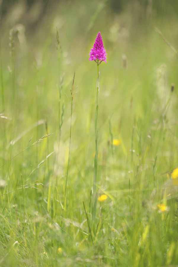Mit ihrem langen Stiel ist die Pyramiden-Spitzorchis eine typische Wiesenorchidee.