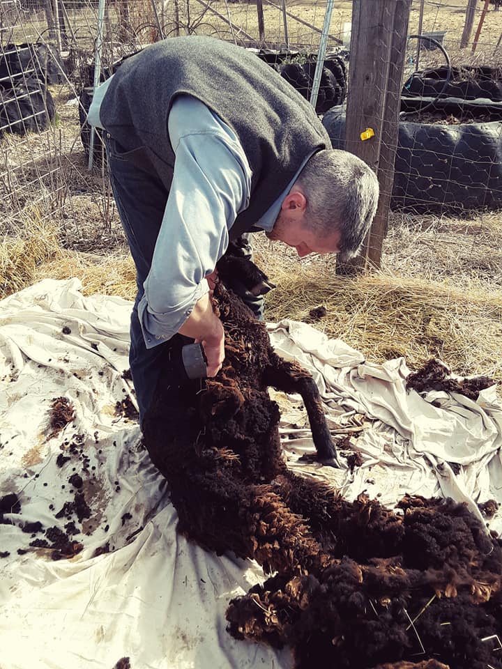 Blade shearing a romeldale sheep
