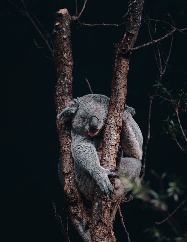 a koala on a tree