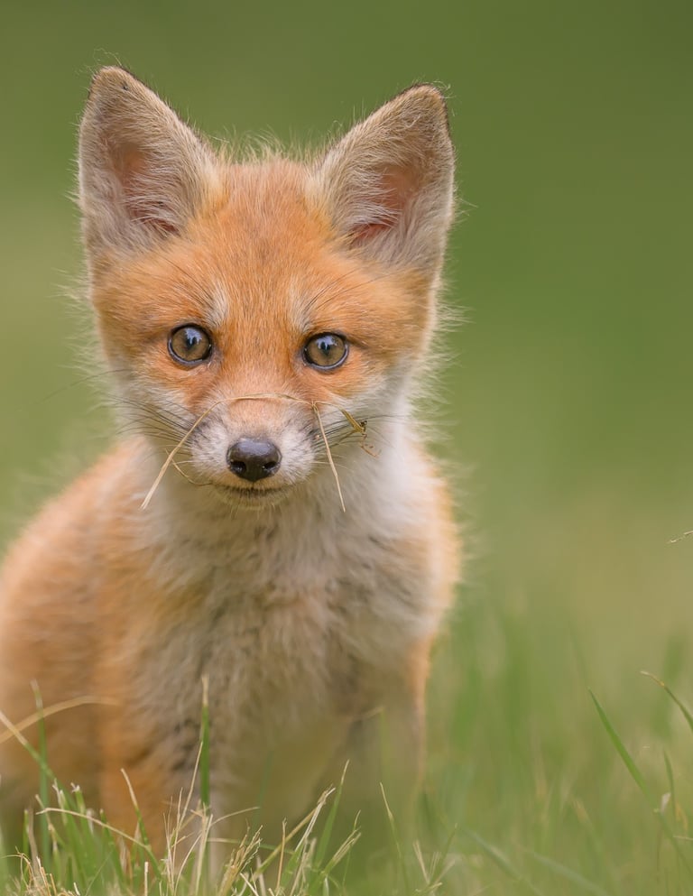 Tirage & décoration murale