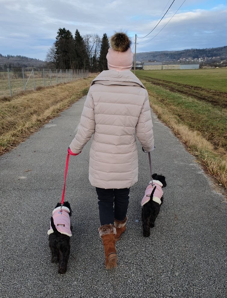 Eleveuse Schnauzers nains