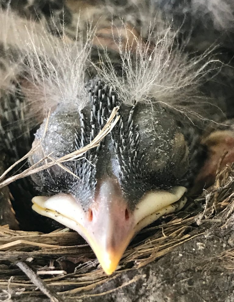 Newborn robin bird sleeping in his nest.