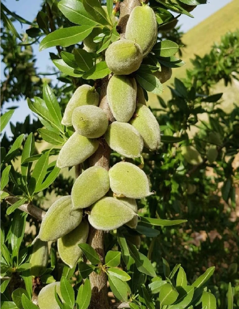 A cluster of fuzzy green young almonds growing on a leafy tree branch in a sunny orchard.