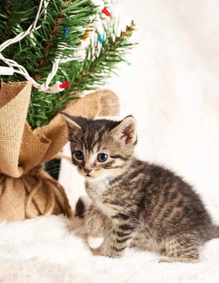 a kitten sitting on a blanket next to a christmas tree