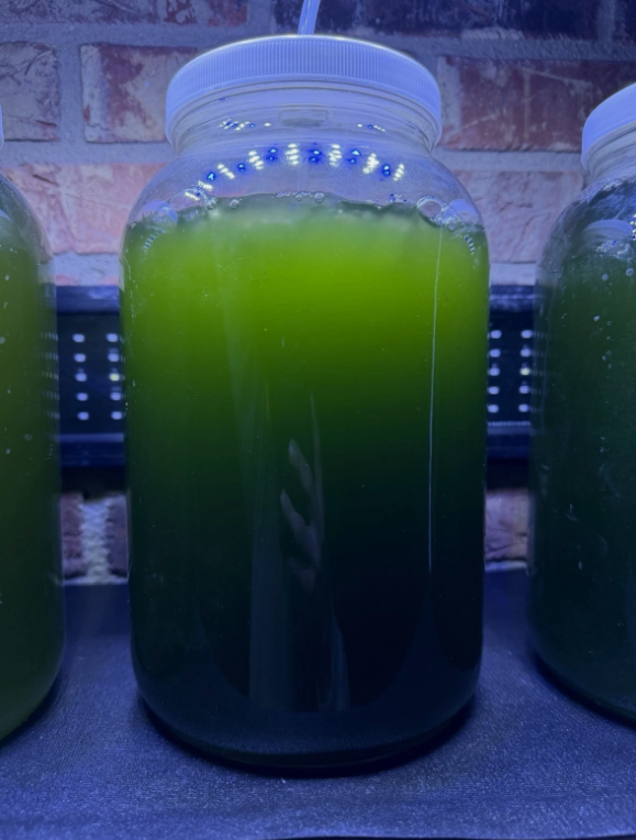 algae