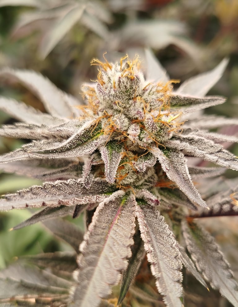 Fleur de CBD premium très résineuse – Kanabotania, producteur CBD Bretagne