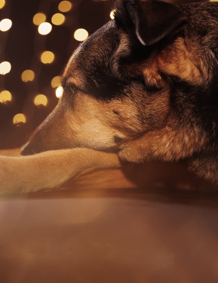 Portrait chien studio finistère brest