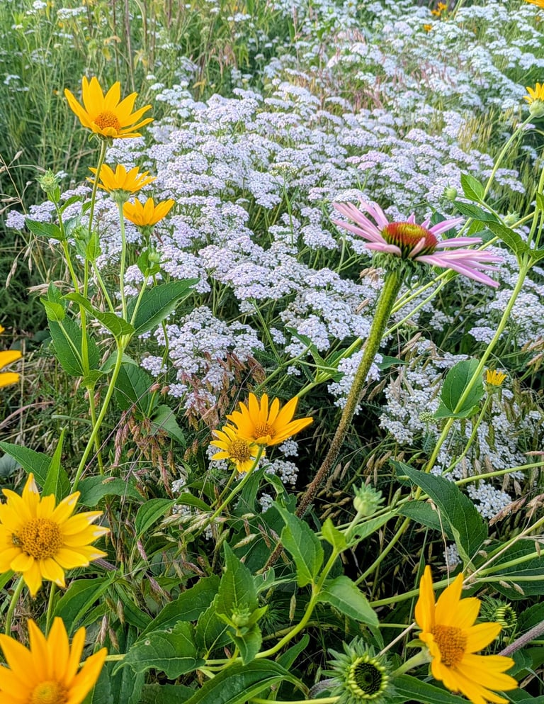 Various colorful wildflowers in a pollinator habitat