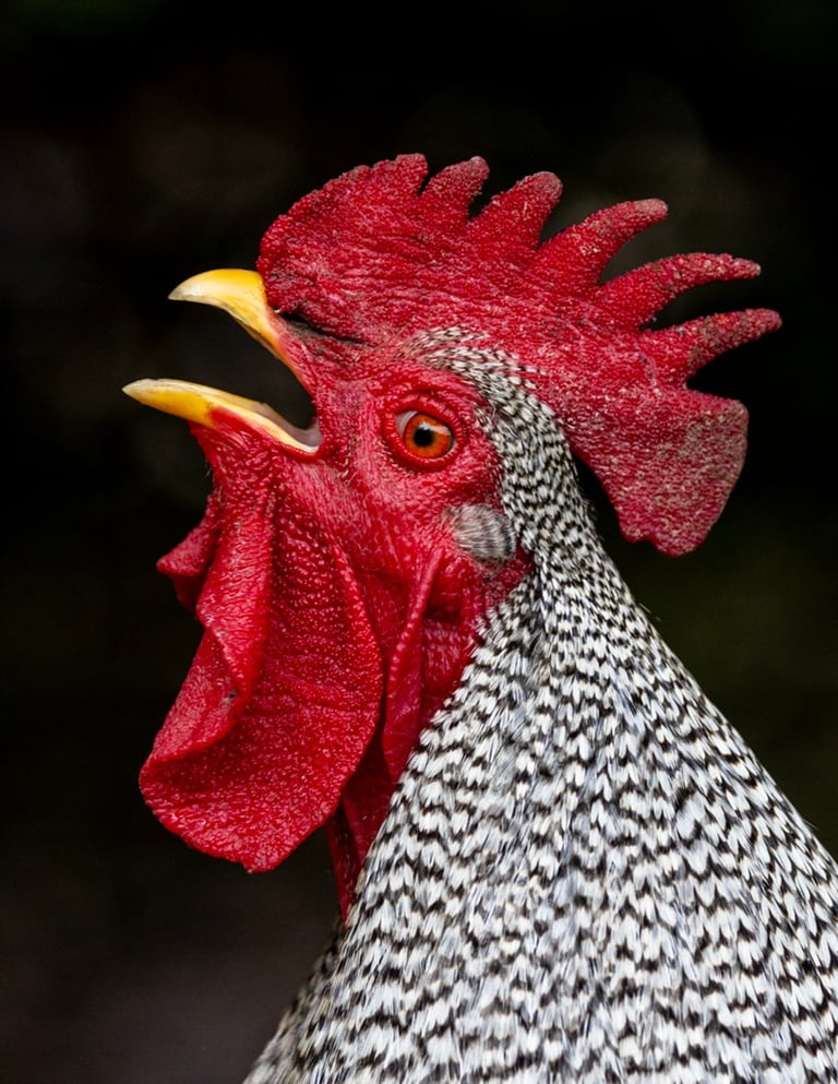 Ilana Block animal pet photography Montreal QC