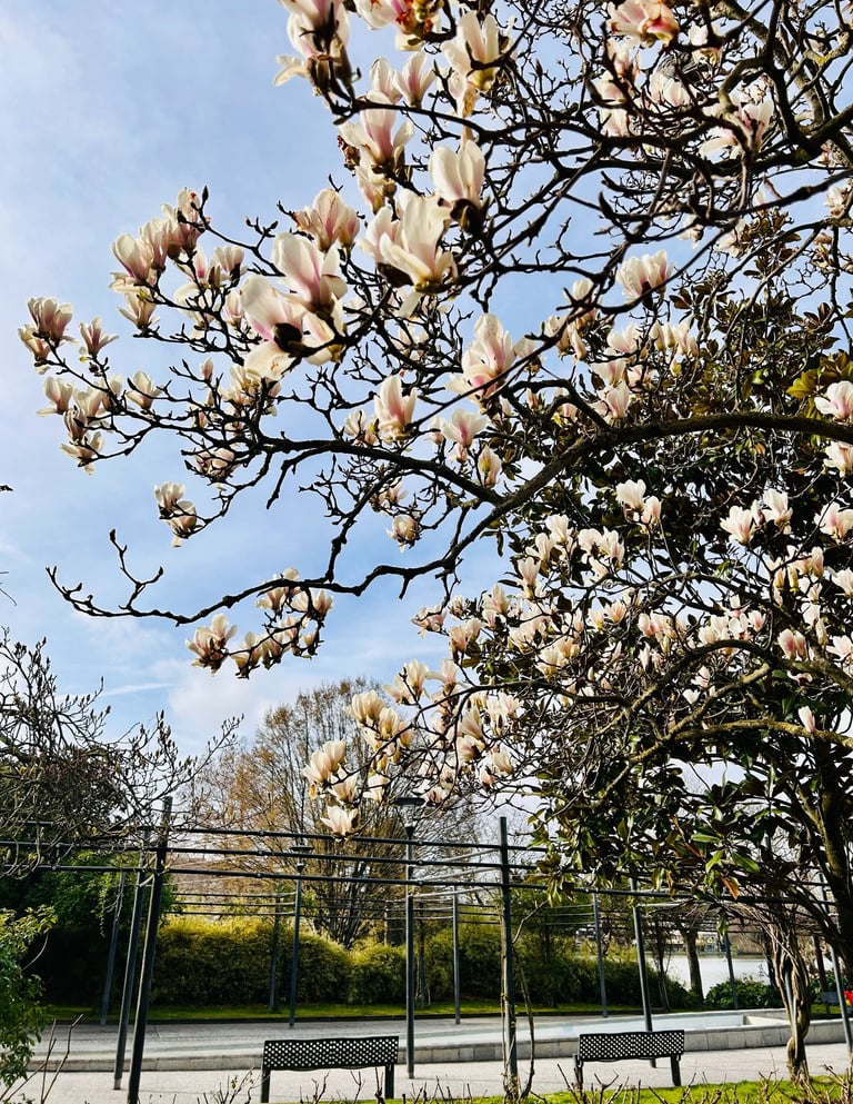 magnolias blanc paris ile de france