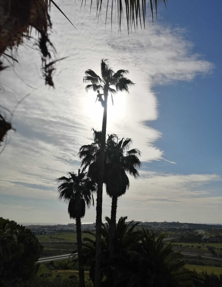 Silhouette of a tree climber pruning tall palm trees in Lagos, Algarve.