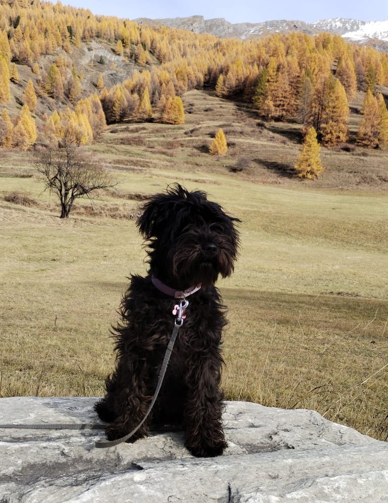 Ava des Diamants Noirs d'Also