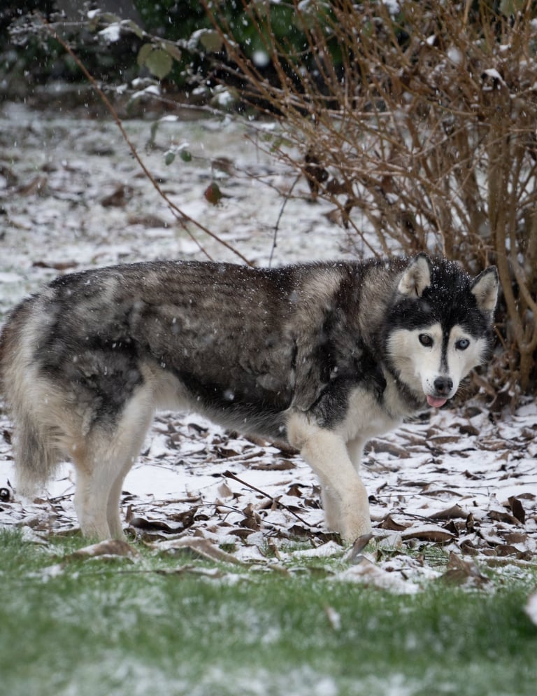 Un Husky sous la neige
