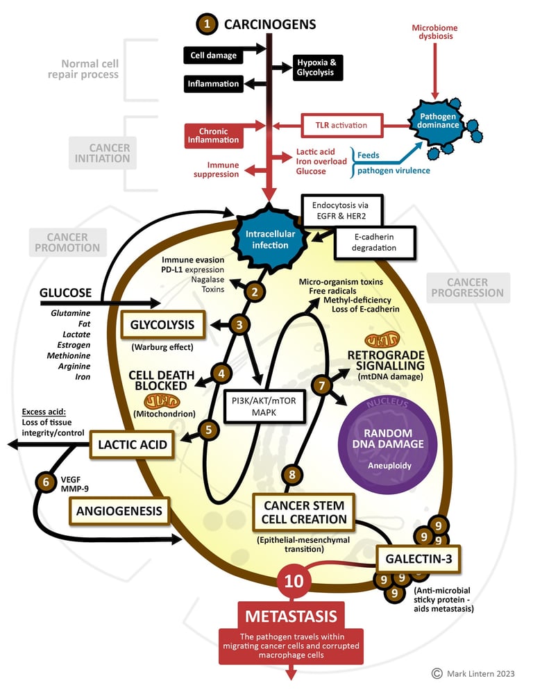 Carcinogenesis