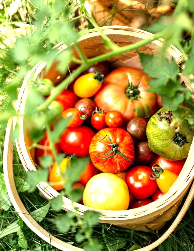 Tomatoes in a basket just picked from the garden - At Villa Eats we select the fines ingredients 