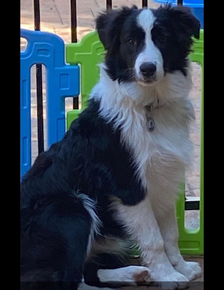 Black and White Stud Dog Border Collie