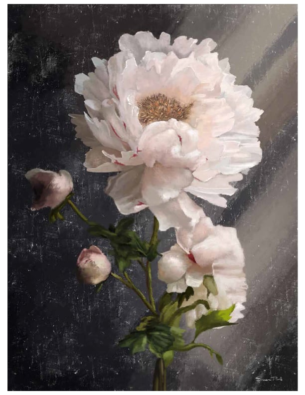 Oil painting of white peony flowers with pink accents on a textured dark gray background.