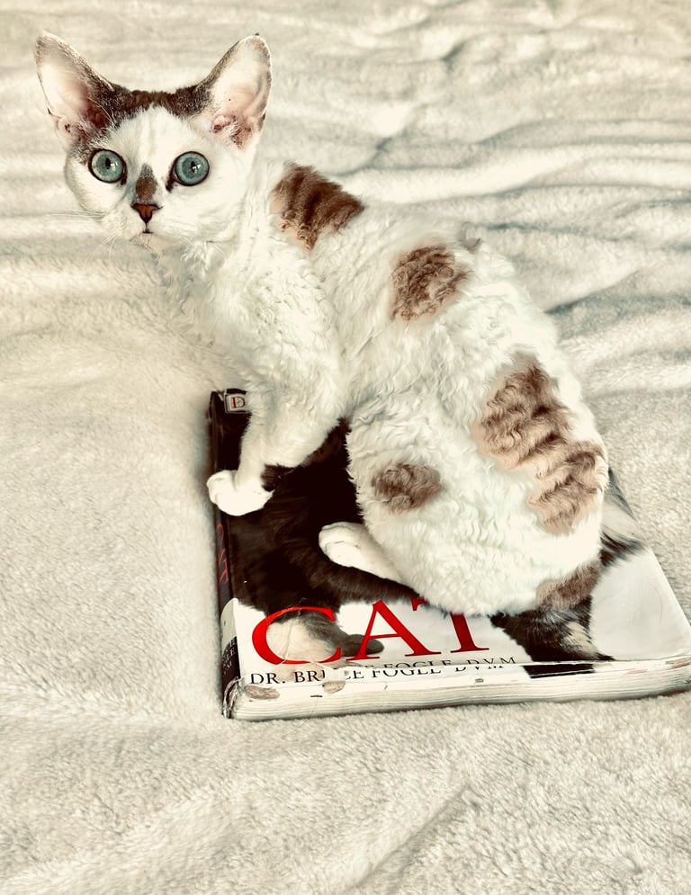 Dominika sitting on top of a book