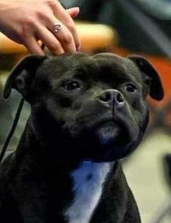 Particolare di testa Staffordshire bull terrier
