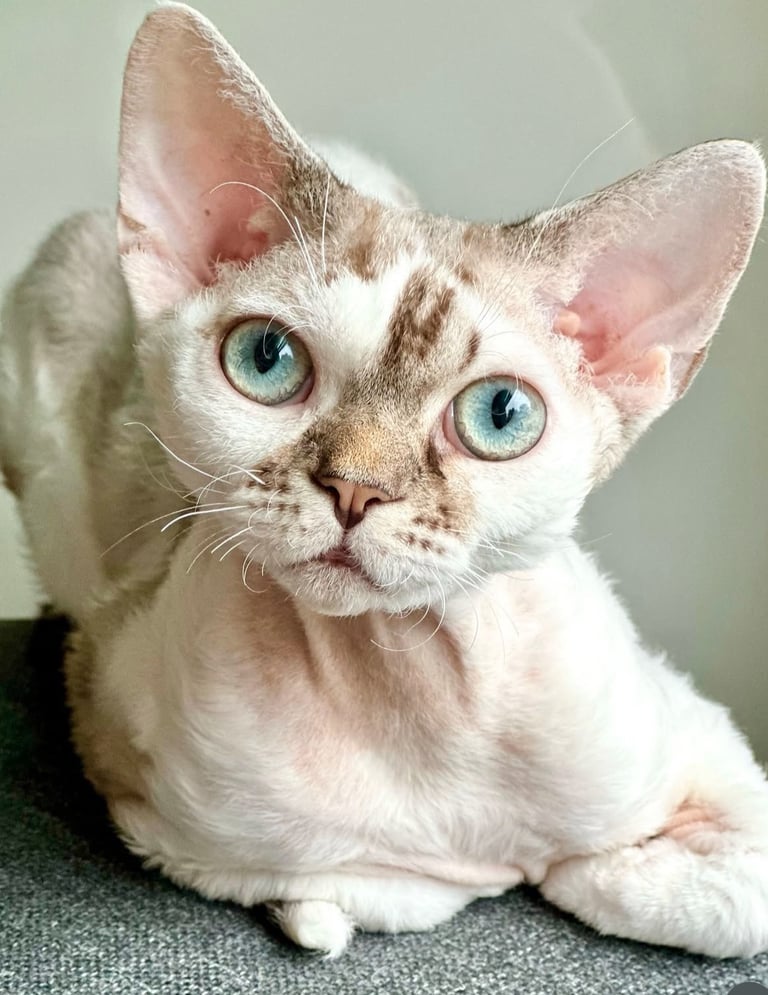 Mikki Mouse - a cat with aqua eyes