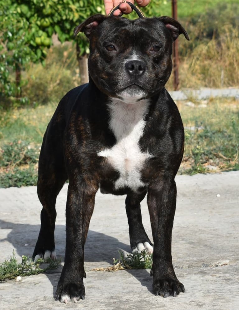Staffordshire bull terrier pedigree enci fci grecalestaffs sicilia allevamento