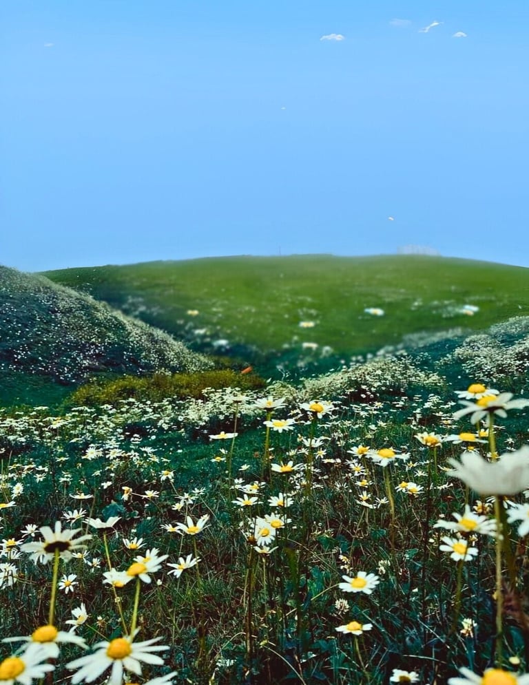 Daisy flowers on mushkpuri