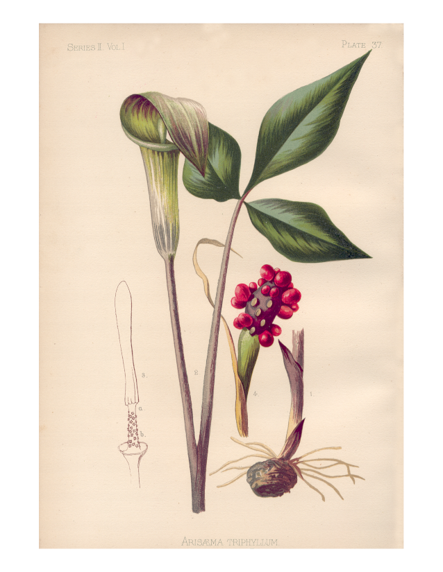botanical print of jack-in-the-pulpit, arisaema triphyllum